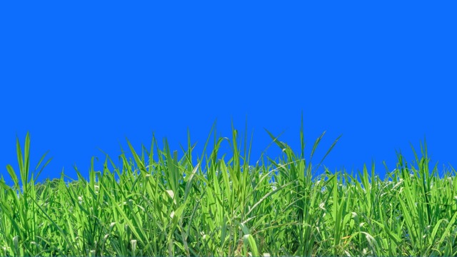 picture of grass and the blue sky